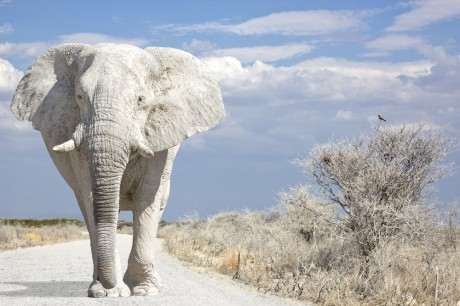  حکایت مدیریتی فیل سفید 