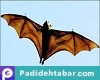 طراحی هواپیماهای آینده با الگوبرداری از خفاشها